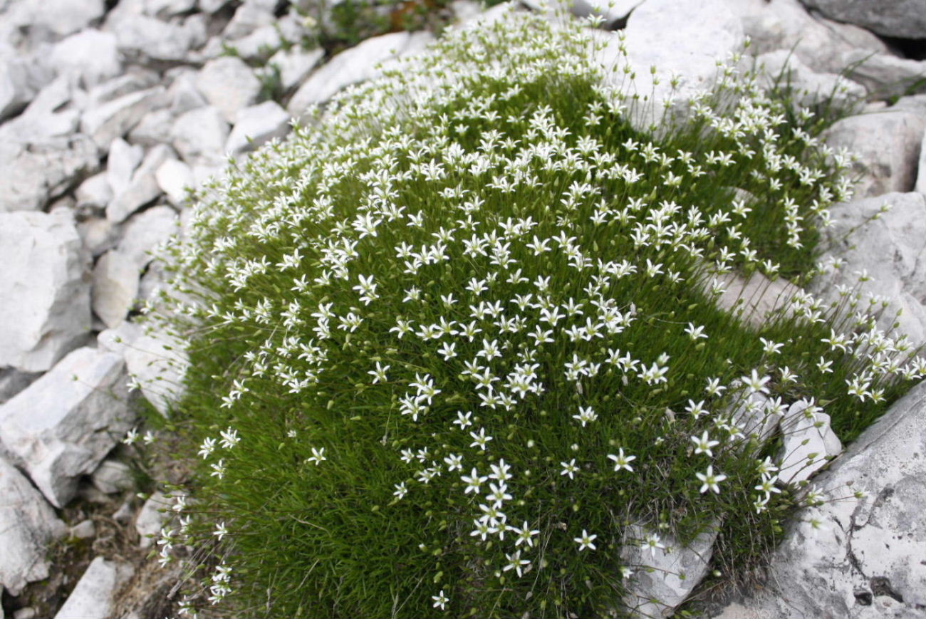 Minuartia austriaca ??